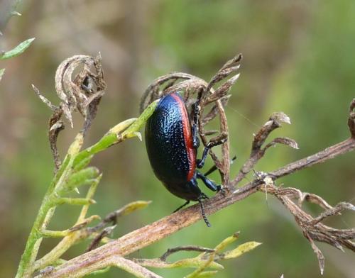 Réf. 293 691 : Chrysolina interstincta